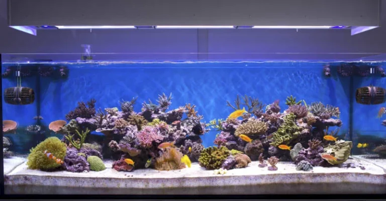 Hält der Boden Ihres Mobilheims einem 125-Gallonen-Aquarium stand?