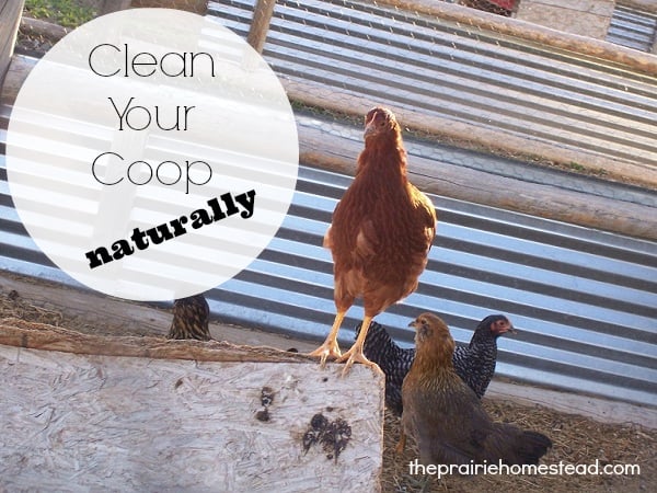 How to Clean a Chicken Run With a Dirt Floor