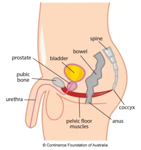 Do Men Have Pelvic Floor