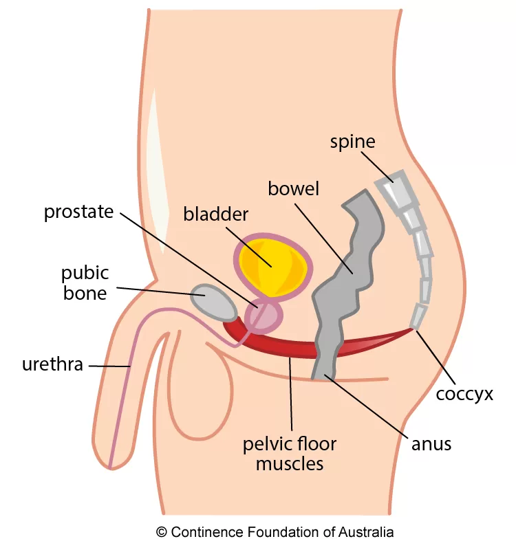 Do Men Have Pelvic Floor