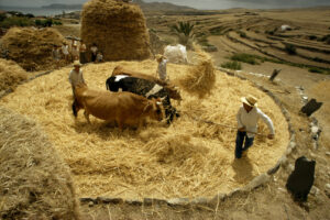 What is the Threshing Floor in the Bible