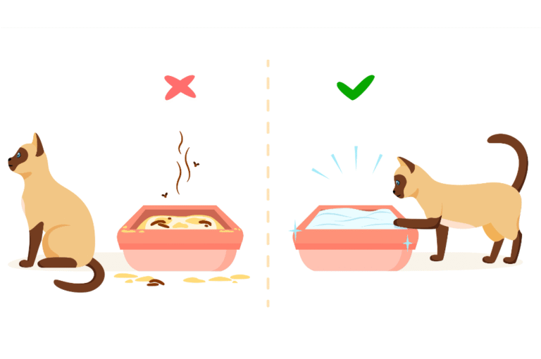 Why a Cat Would Poop on the Floor