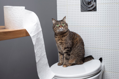 Why Cats Poop on the Floor