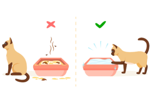 Why Do Cats Poop in the Floor