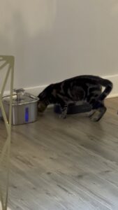 Why Do Cats Scratch the Floor After Eating