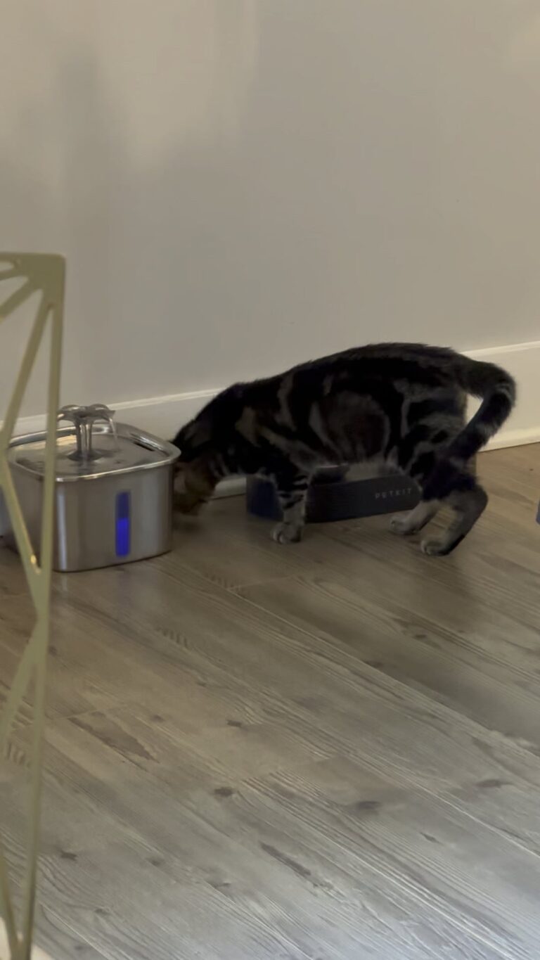 Why Do Cats Scratch the Floor After Eating