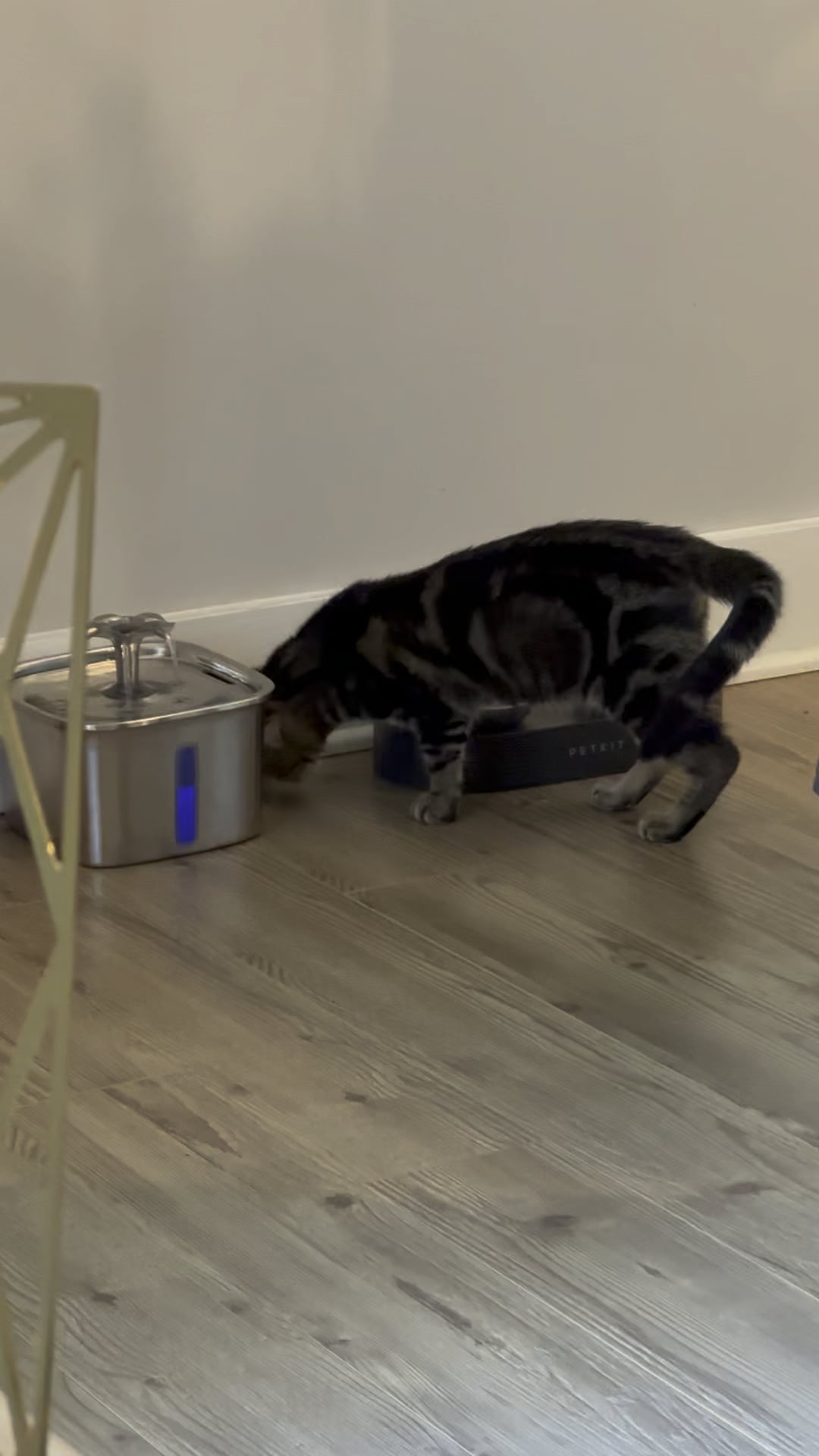 Why Do Cats Scratch the Floor After Eating