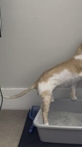 Why is My Cat Scratching the Floor Like Litter