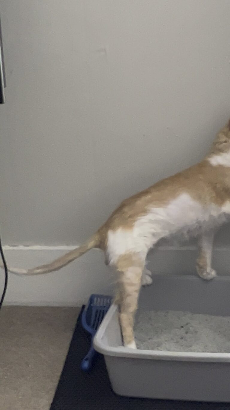 Why is My Cat Scratching the Floor Like Litter