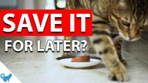 Why is My Cat Scratching the Floor near Her Food